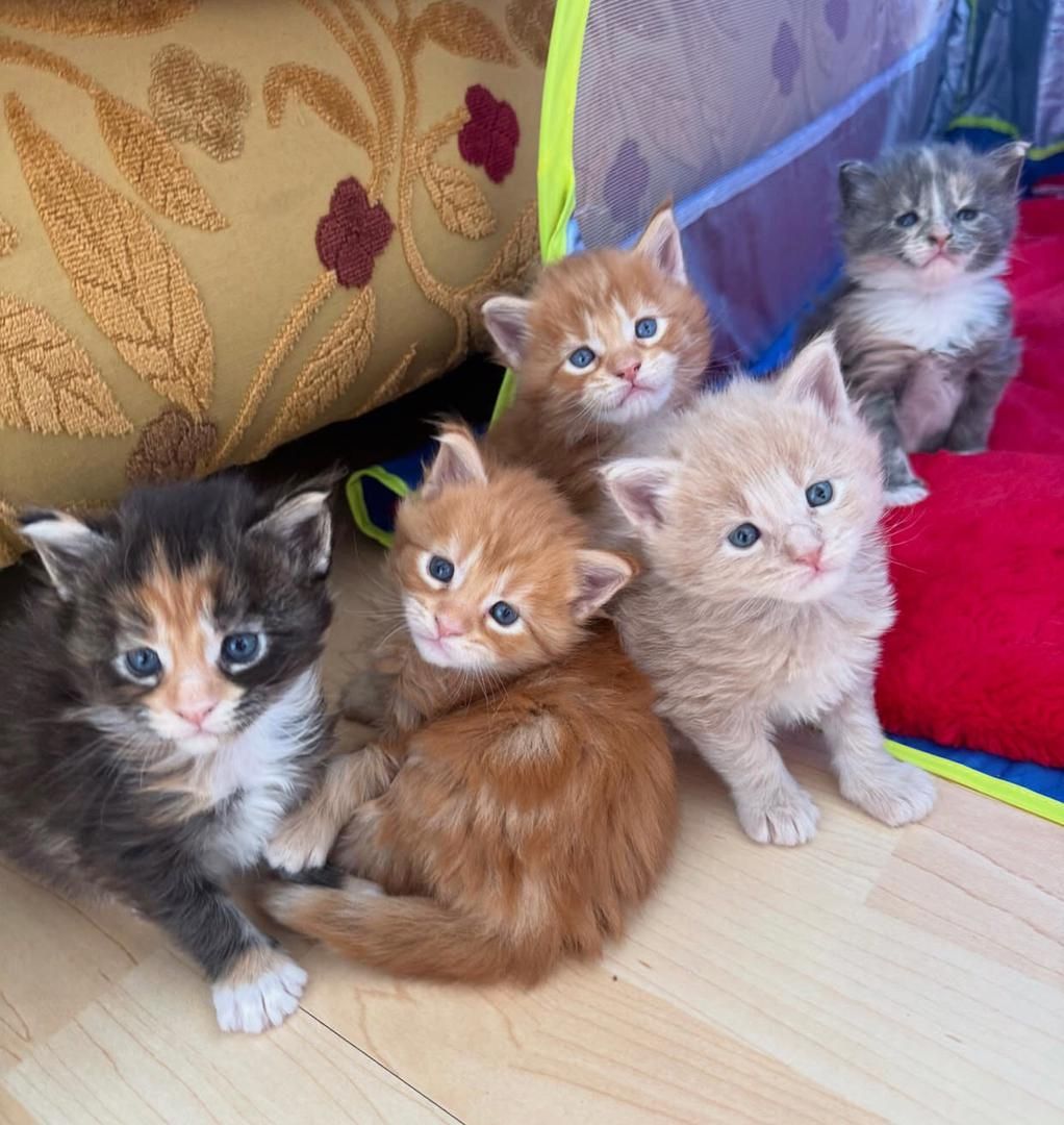 Wunderschöne Maine-Coon-Kätzchen zu verkaufen
