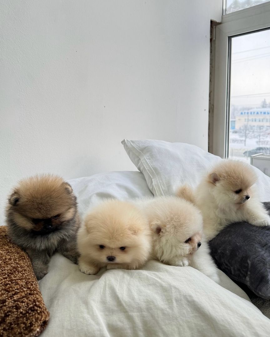 Zwergspitz Pomeranian Welpen