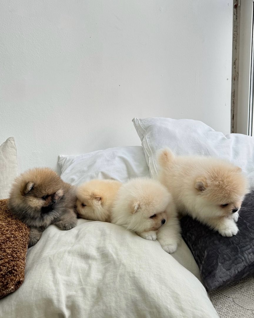 Zwergspitz Pomeranian Welpen