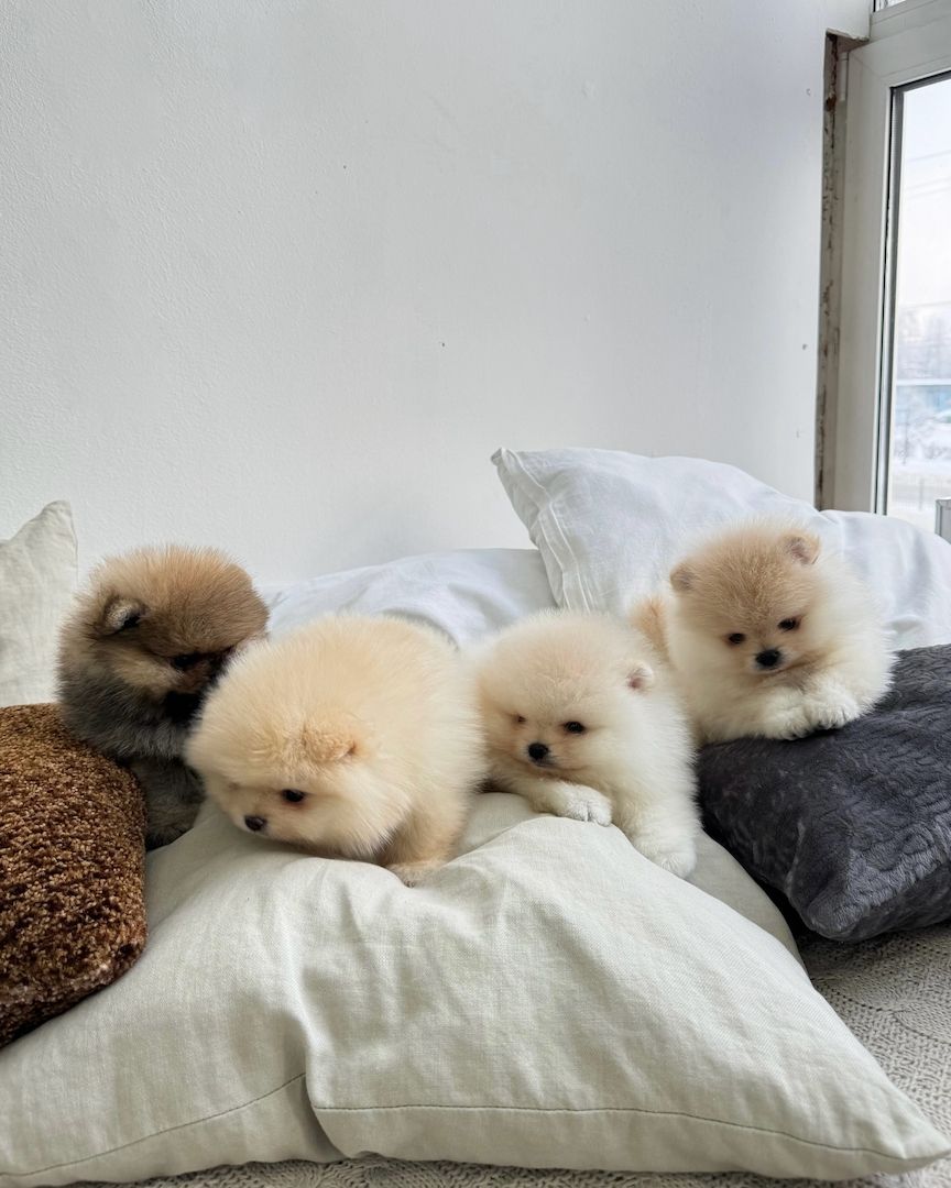 Zwergspitz Pomeranian Welpen