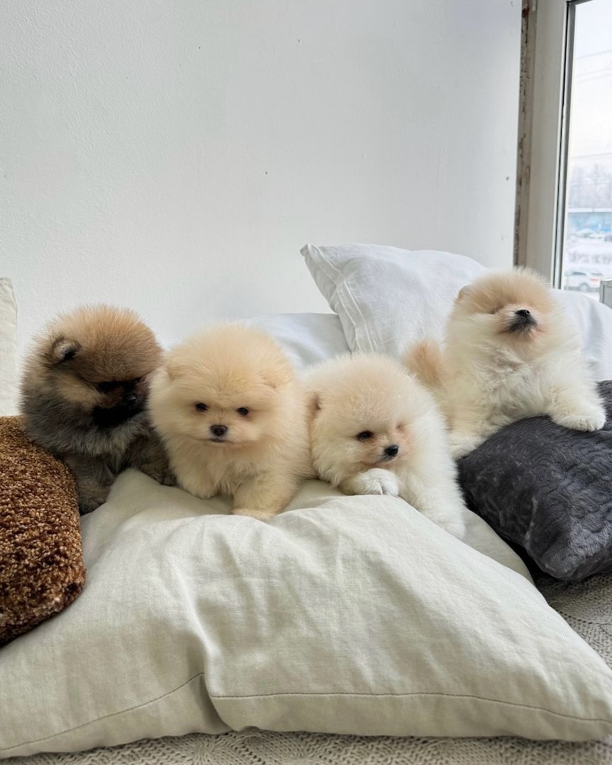 Zwergspitz Pomeranian Welpen