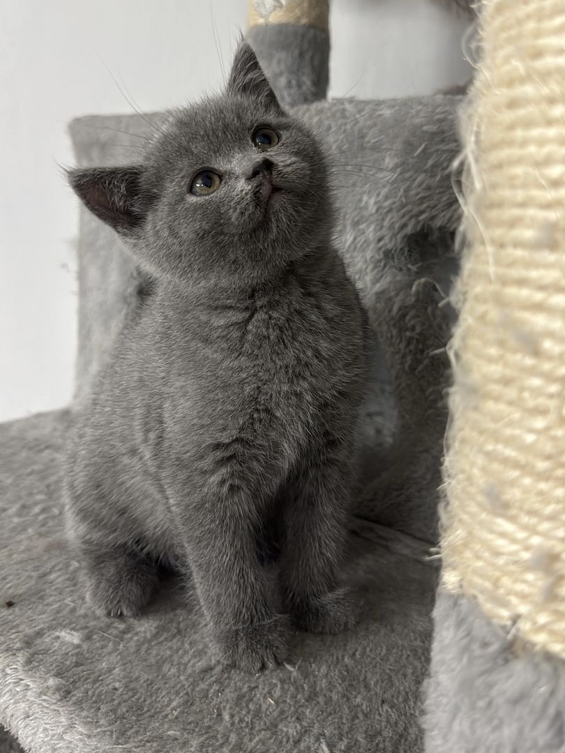 Reinrassige BKH kitten ( 3 bereit vergeben ) 