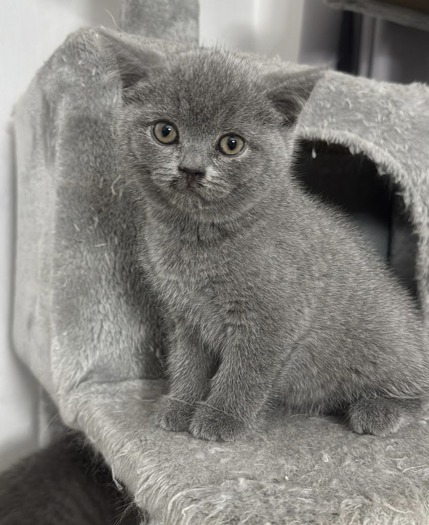 Reinrassige BKH kitten ( 3 bereit vergeben ) 
