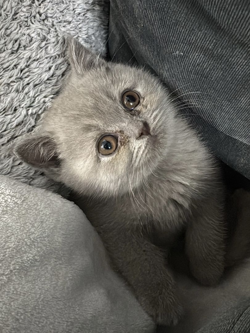 Reinrassige BKH kitten ( 3 bereit vergeben ) 