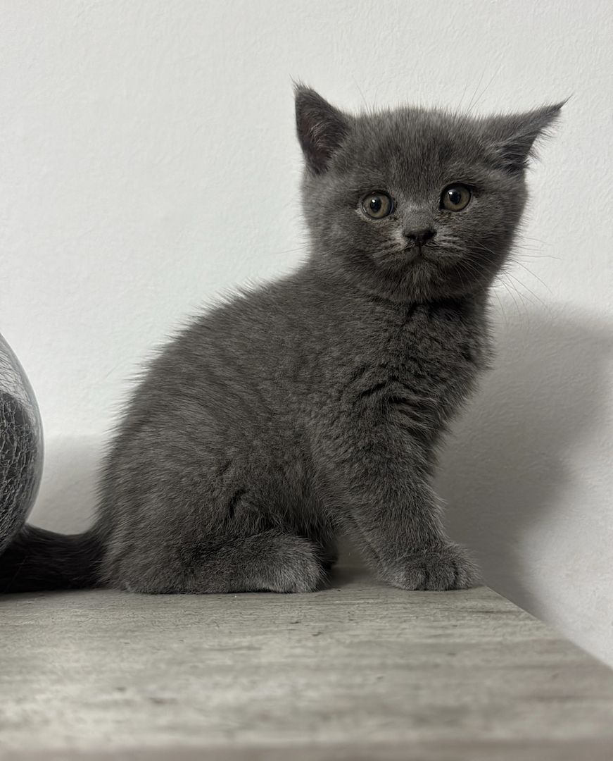 Reinrassige BKH kitten ( 3 bereit vergeben ) 