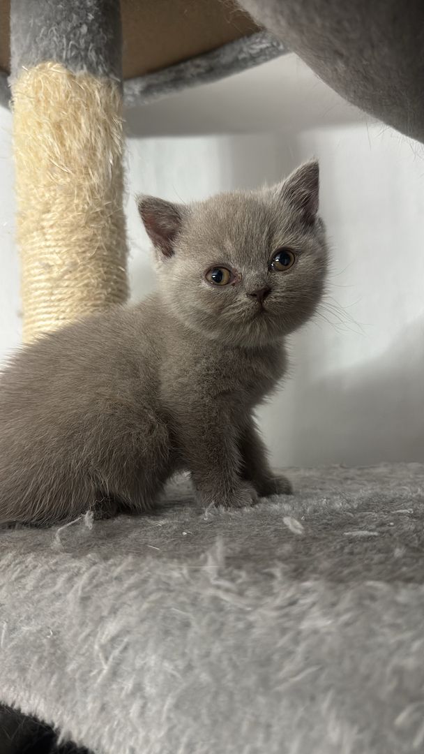 Reinrassige BKH kitten ( 3 bereit vergeben ) 