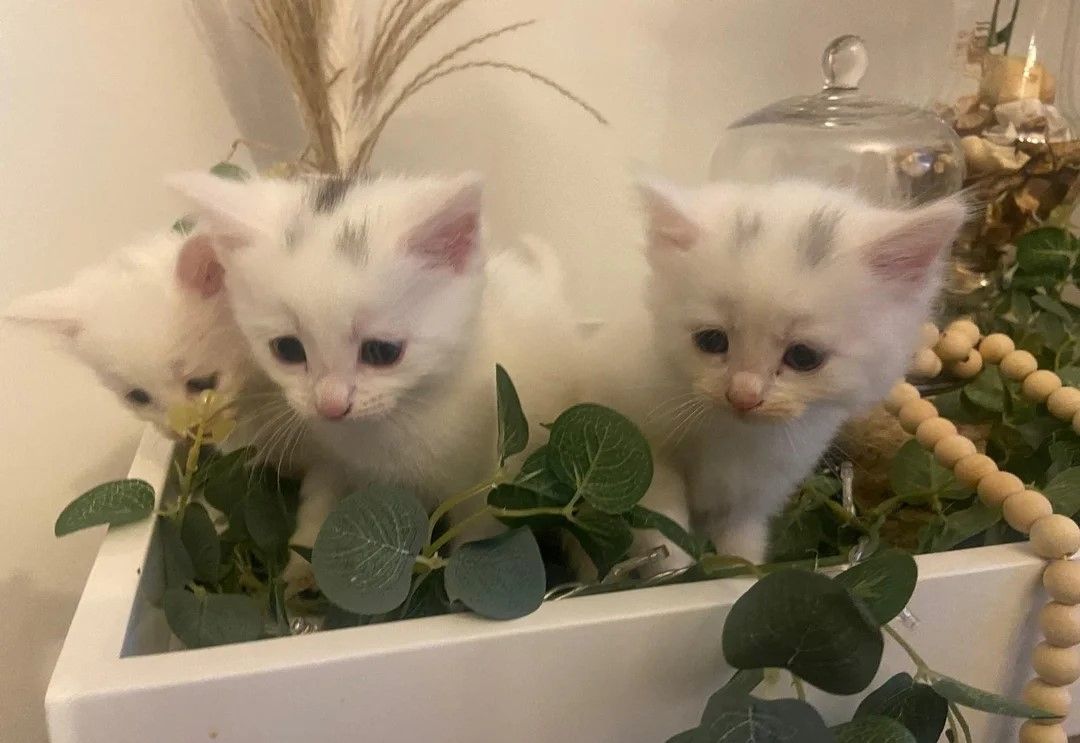 🐾 Zwei bezaubernde Türkisch-Angora-Kätzchen suchen ein Zuhause für immer