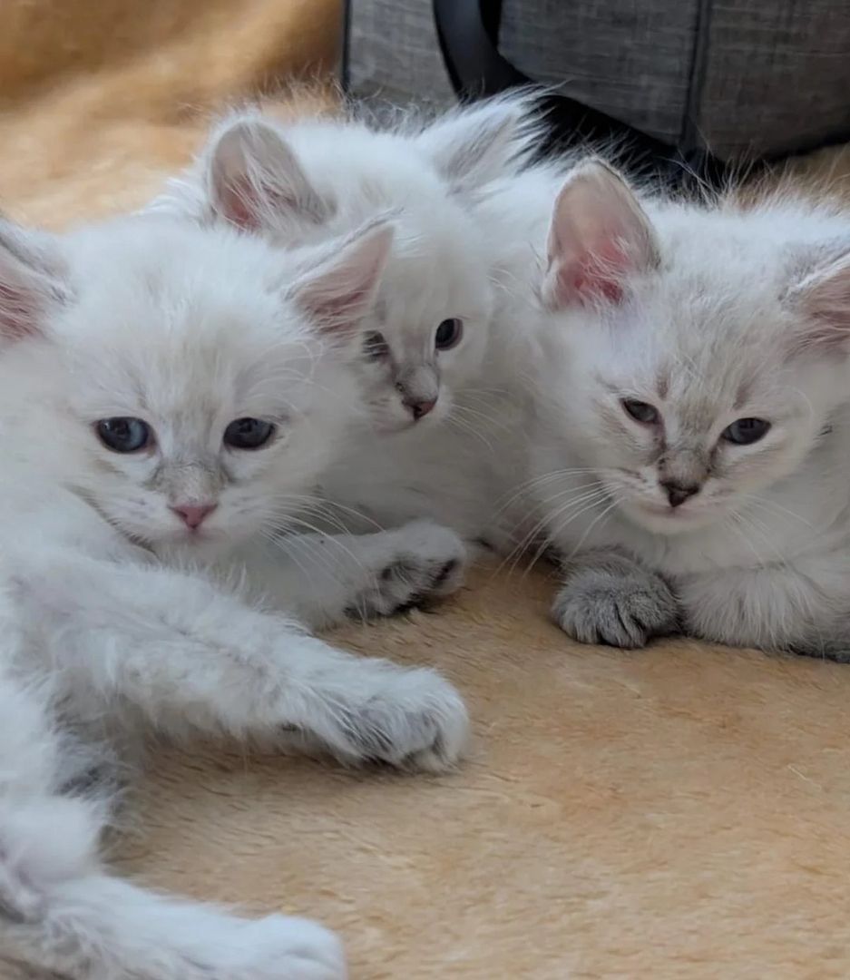 Sibirische Kätzchen