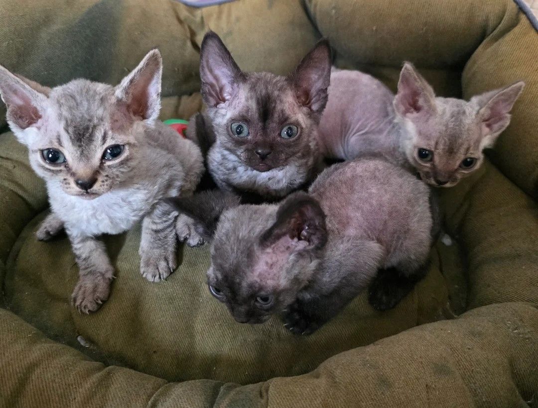 Devon-Rex-Kätzchen zu verkaufen