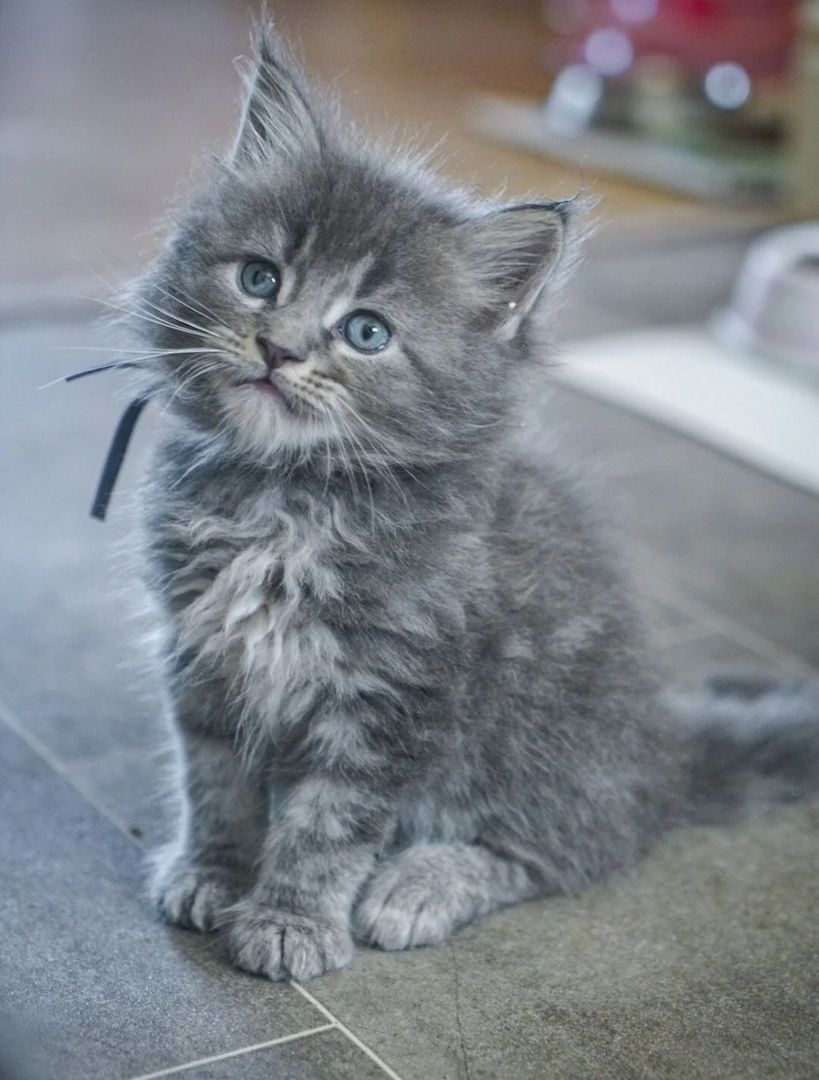 Wunderschöne, kräftige Maine-Coon-Kätzchen