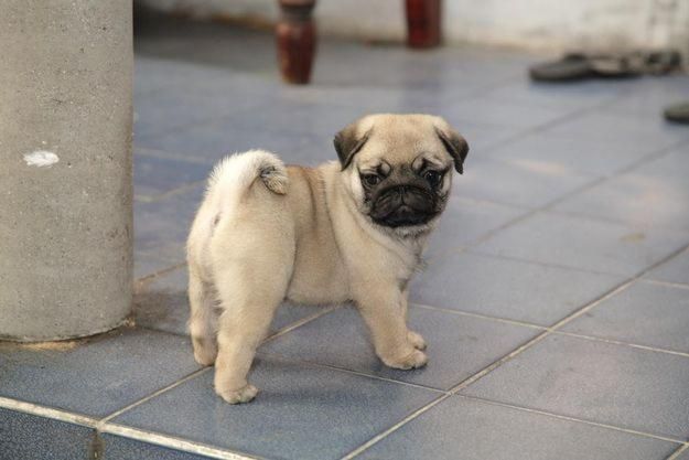 Mops-Welpen zur Abgabe bereit.