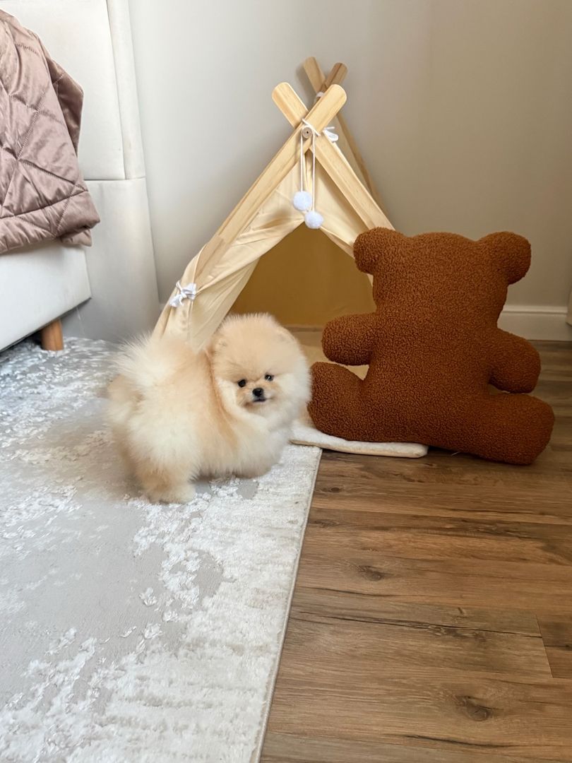 Zwergspitz Pomeranian Welpe