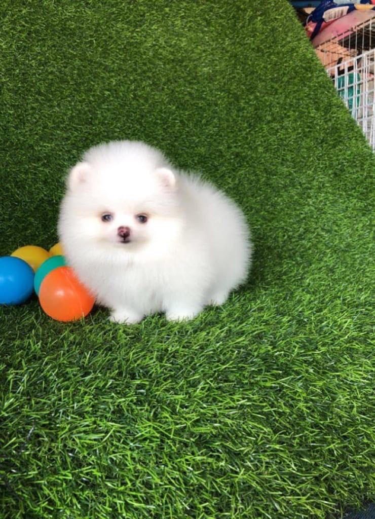 Leipzig: Zwergspitz / Pomeranian Welpen suchen neues Zuhause