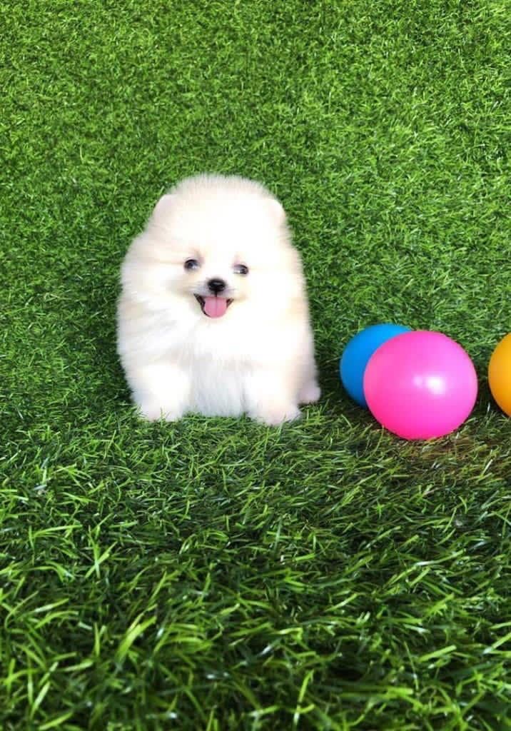 Leipzig: Zwergspitz / Pomeranian Welpen suchen neues Zuhause