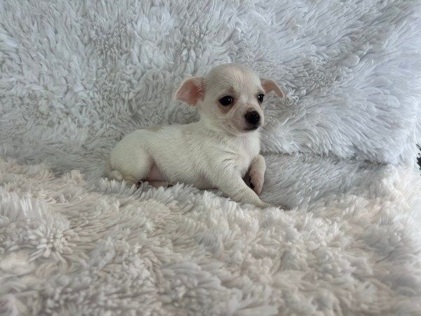 Bad Wiessee - Reinrassige Chihuahua-Welpen zu verkaufen.