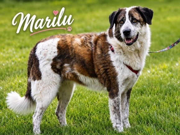 Marilu - voller Liebe