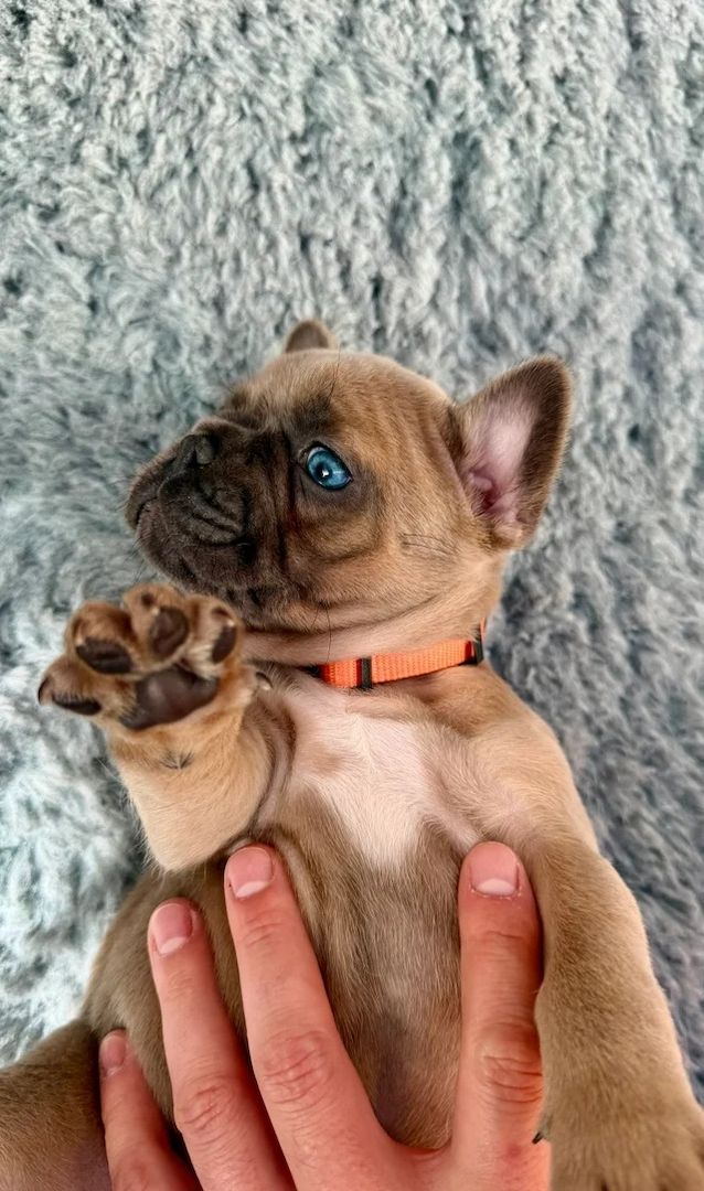 🐾 Bezaubernde Französische Bulldoggen-Welpen suchen ein liebevolles Zuhause ❤️