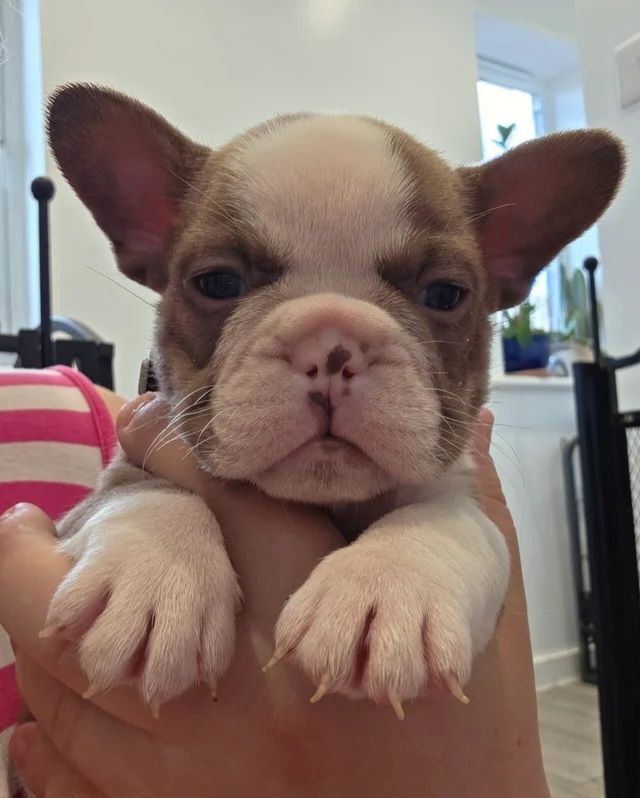 🐾 Bezaubernde Französische Bulldoggen-Welpen suchen ein liebevolles Zuhause ❤️