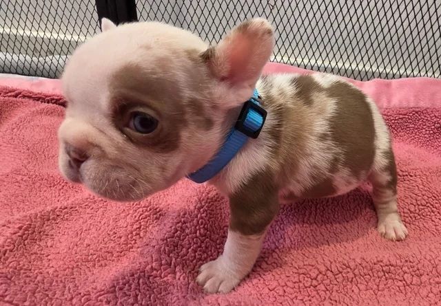 🐾 Bezaubernde Französische Bulldoggen-Welpen suchen ein liebevolles Zuhause ❤️