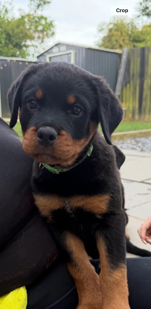 🐾 Wunderschöne weibliche Rottweiler-Welpen 🐾