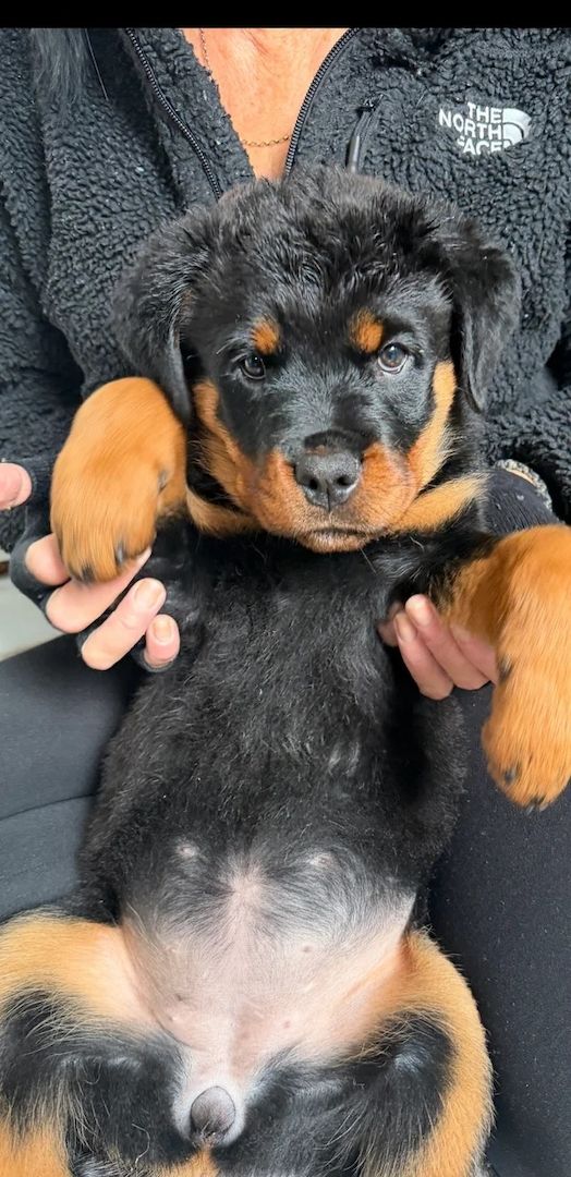 🐾 Wunderschöne weibliche Rottweiler-Welpen 🐾