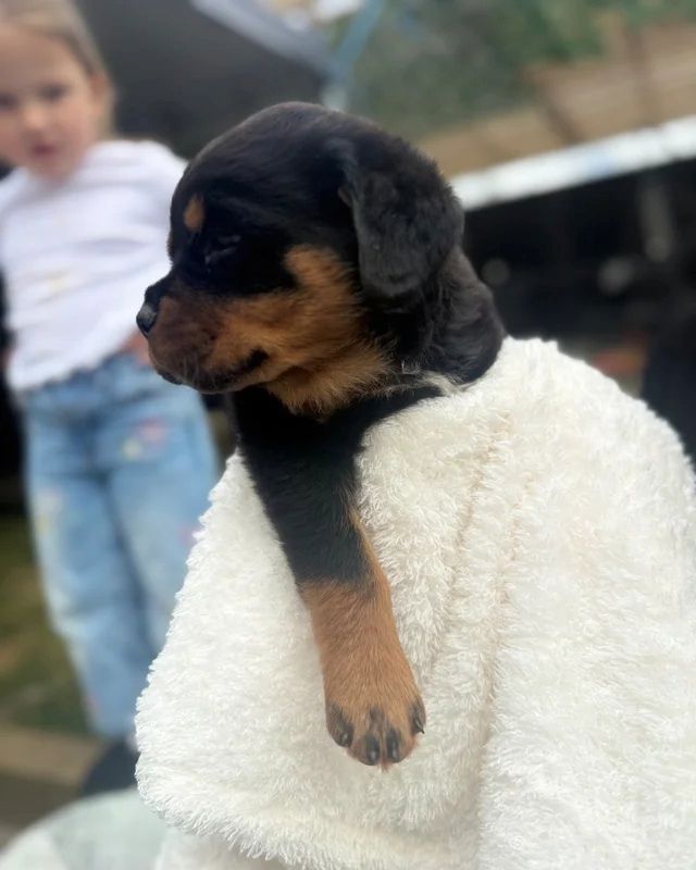 🐾 Wunderschöne weibliche Rottweiler-Welpen 🐾