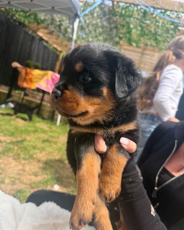 🐾 Wunderschöne weibliche Rottweiler-Welpen 🐾