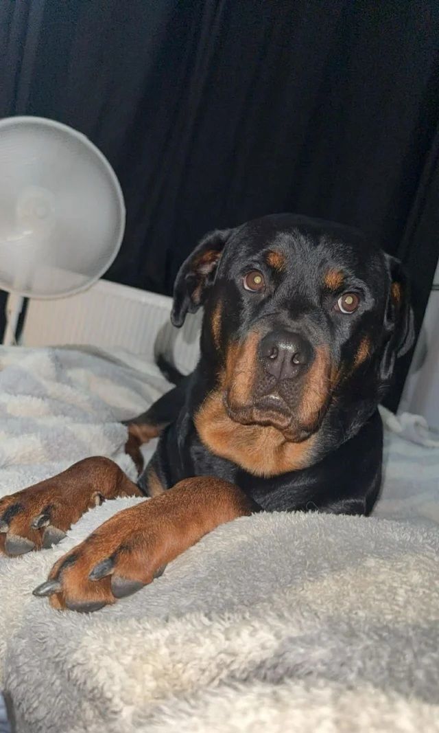 🐾 Wunderschöne weibliche Rottweiler-Welpen 🐾