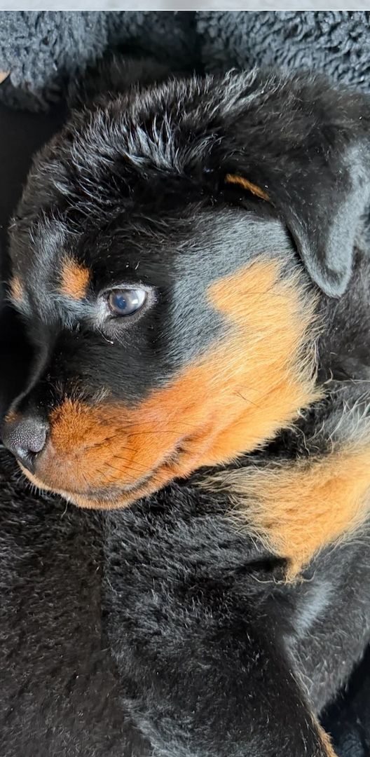 🐾 Wunderschöne weibliche Rottweiler-Welpen 🐾