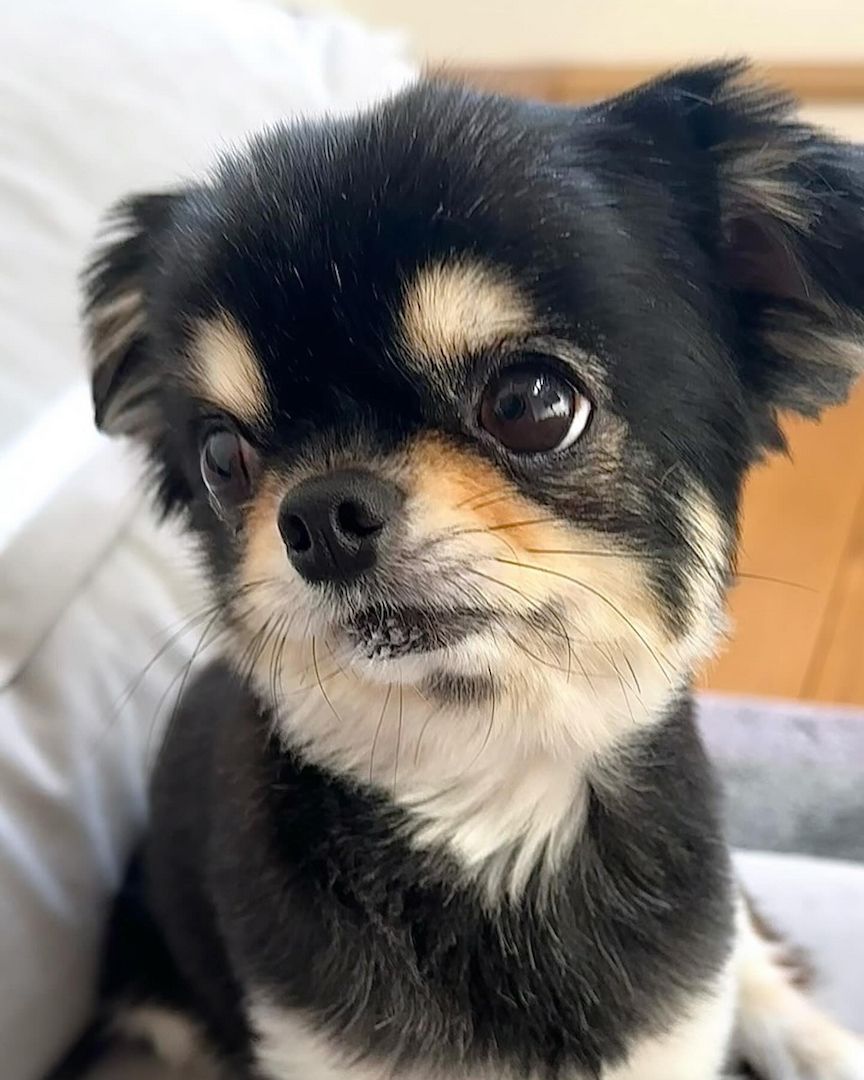 🐾 KC-registrierte Dackel-Zwergwelpen in Dapple-Färbung 🐾