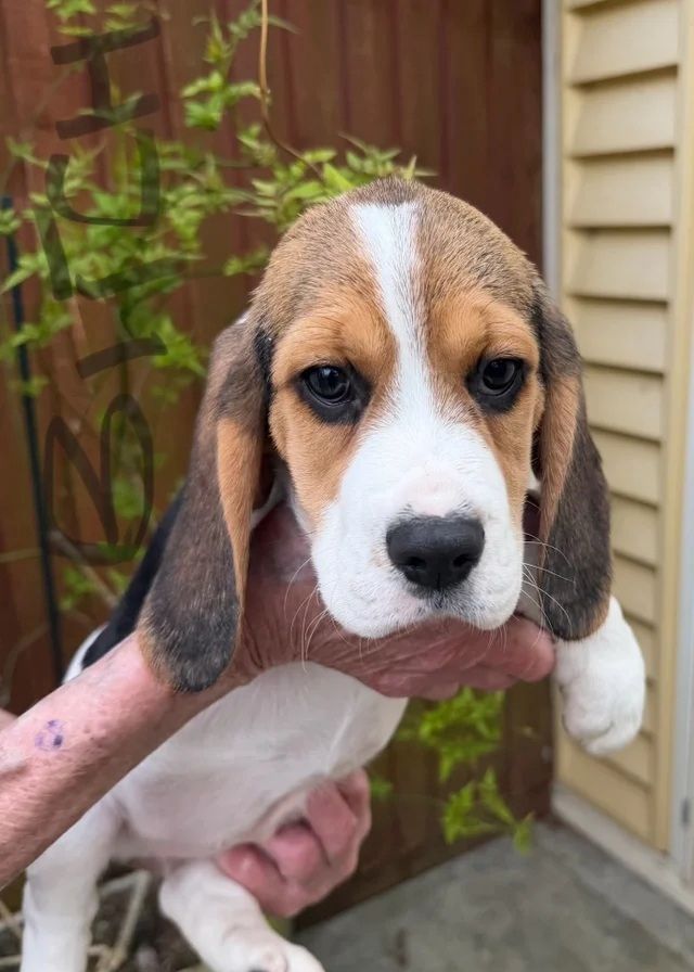 🐾 Zuhause aufgezogene KC-registrierte Beagle-Welpen 🐾