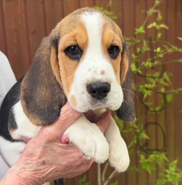 🐾 Zuhause aufgezogene KC-registrierte Beagle-Welpen 🐾