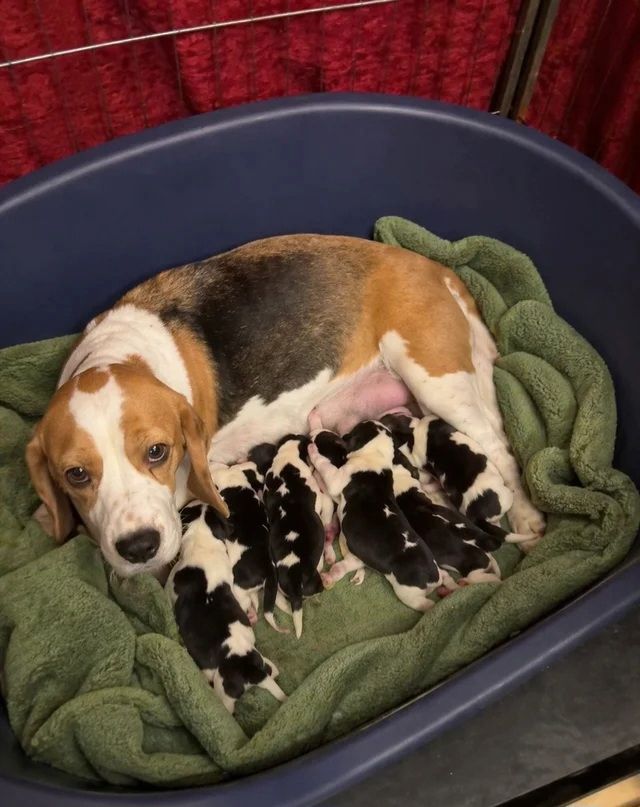 🐾 Zuhause aufgezogene KC-registrierte Beagle-Welpen 🐾