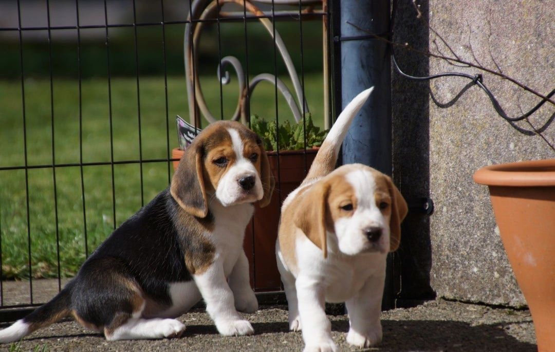 🐾 Zuhause aufgezogene KC-registrierte Beagle-Welpen 🐾