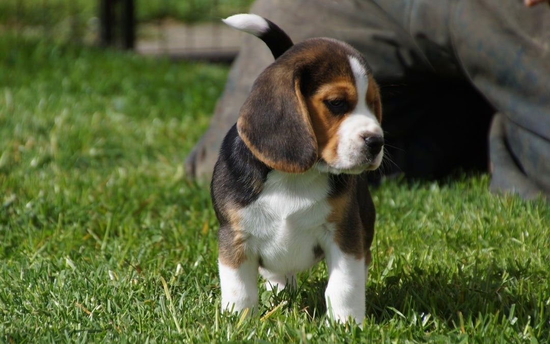 🐾 Zuhause aufgezogene KC-registrierte Beagle-Welpen 🐾
