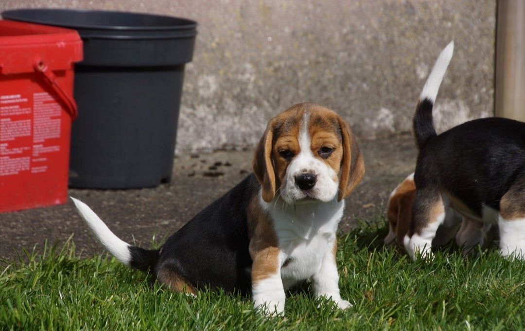🐾 Zuhause aufgezogene KC-registrierte Beagle-Welpen 🐾