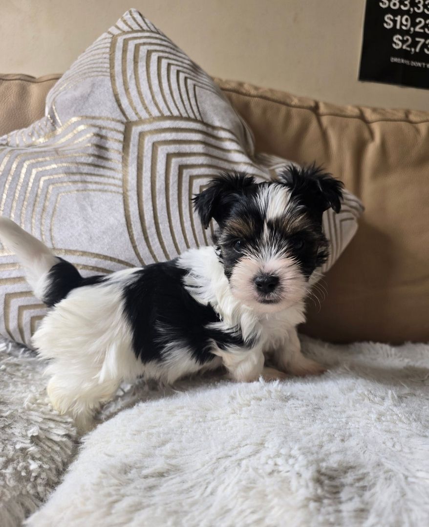 🐾 Yorkshire Terrier Welpen vom lizenzierten Züchter 🐾