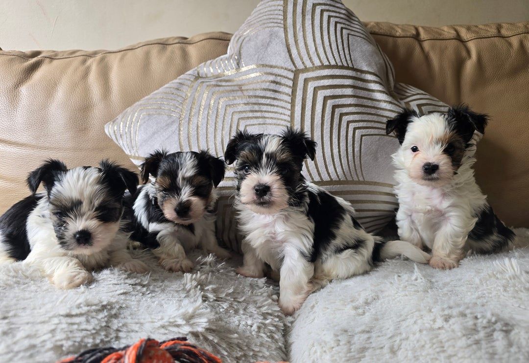 🐾 Yorkshire Terrier Welpen vom lizenzierten Züchter 🐾