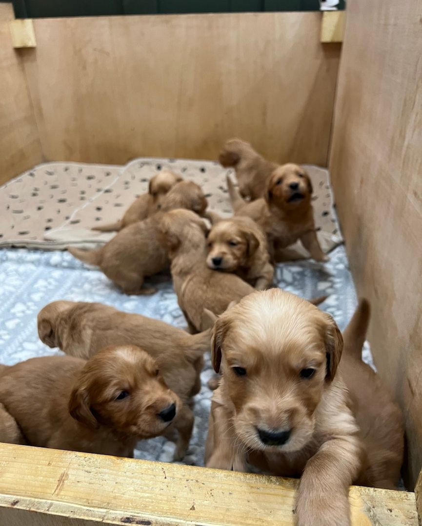 🌟 Stunning Golden Retriever Puppies – Ready 2