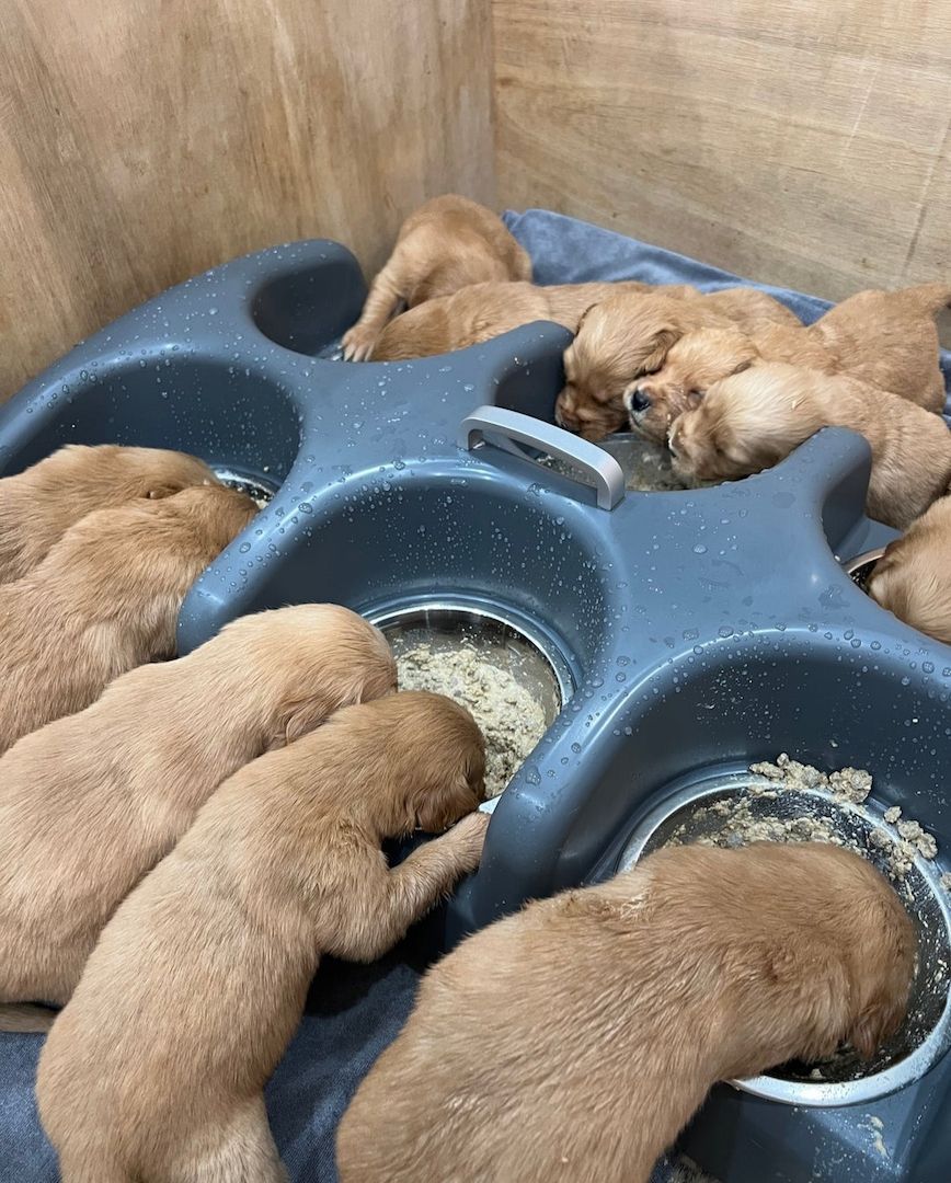 🌟 Stunning Golden Retriever Puppies – Ready 2