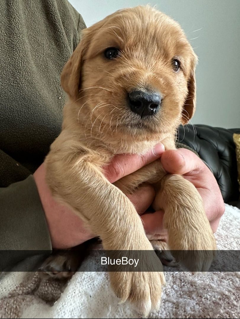 🌟 Stunning Golden Retriever Puppies – Ready 2