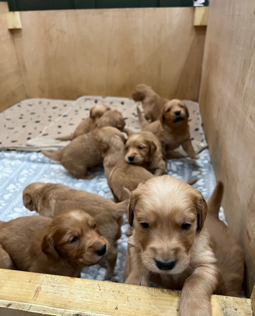 🌟 Stunning Golden Retriever Puppies – Ready 2