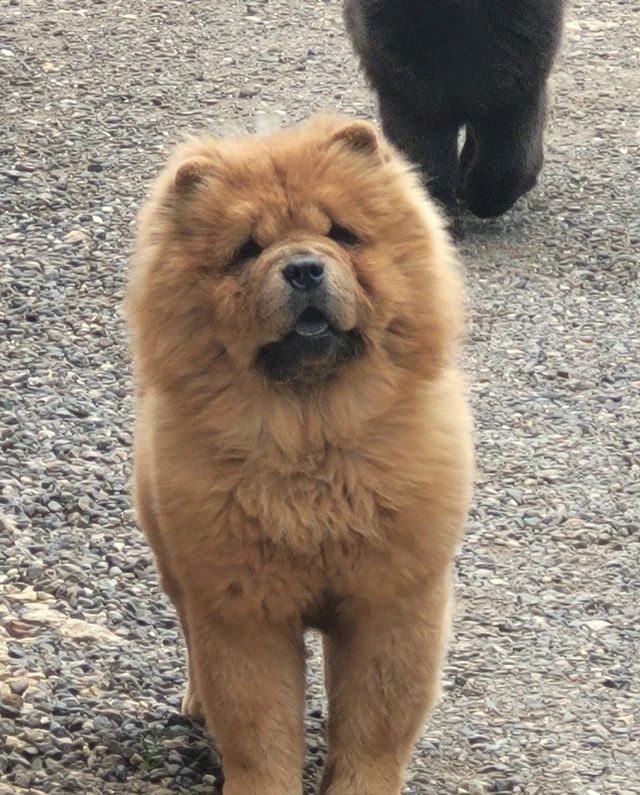 Beautiful Chow girls available now