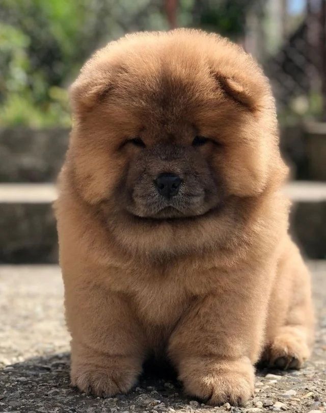 Beautiful Chow girls available now