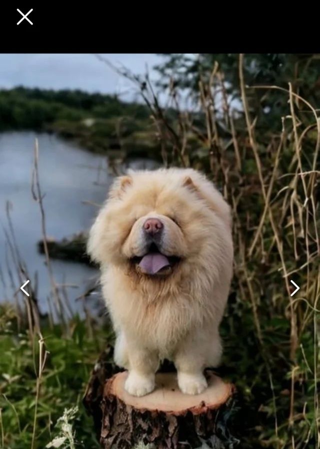 Beautiful Chow girls available now