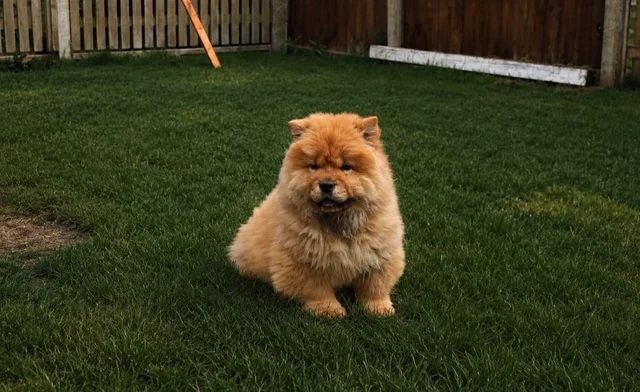 Beautiful Chow girls available now