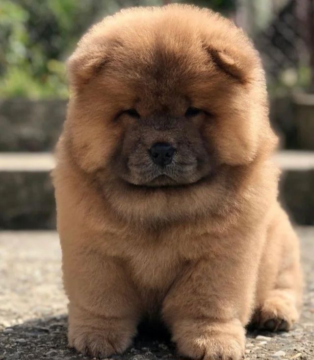 Beautiful Chow girls available now