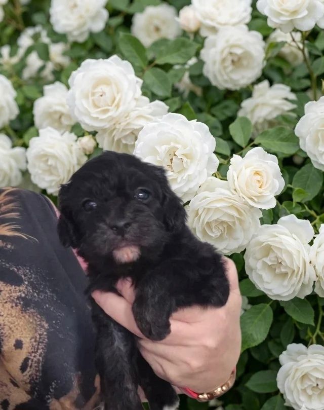 Wunderschöne F1-Cavapoo-Welpen – ab sofort abgabebereit
