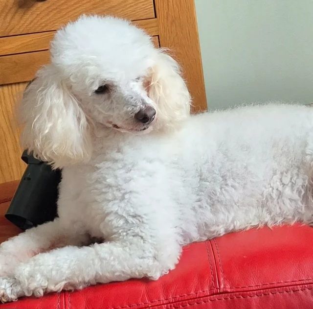 Wunderschöne F1-Cavapoo-Welpen – ab sofort abgabebereit