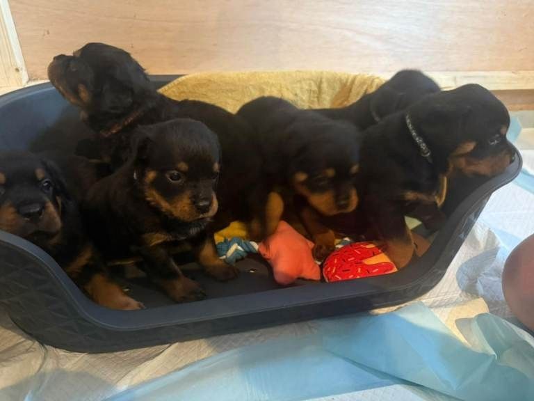 Rottweiler-Welpen mit Stammbaum.